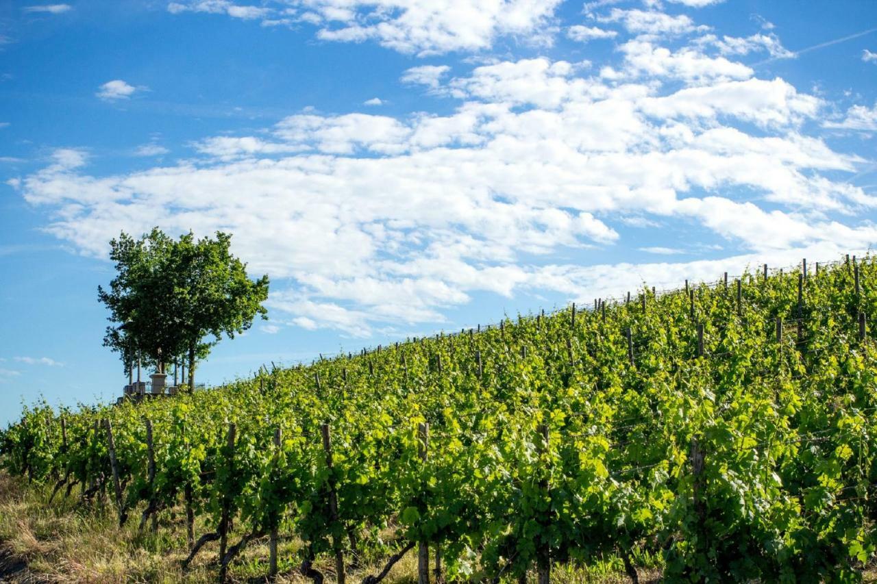 Weingut Knauer Lägenhet Dettelbach Exteriör bild